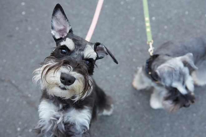 看板犬 えびす